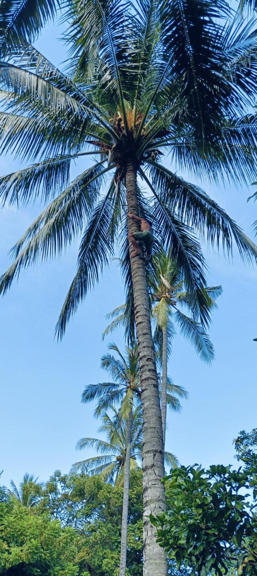 Lendang Eco Lodge Senggigi Værelse billede